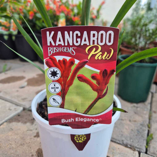 Anigozanthos 'Bush Elegance'