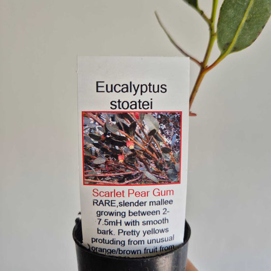 Eucalyptus stoatei