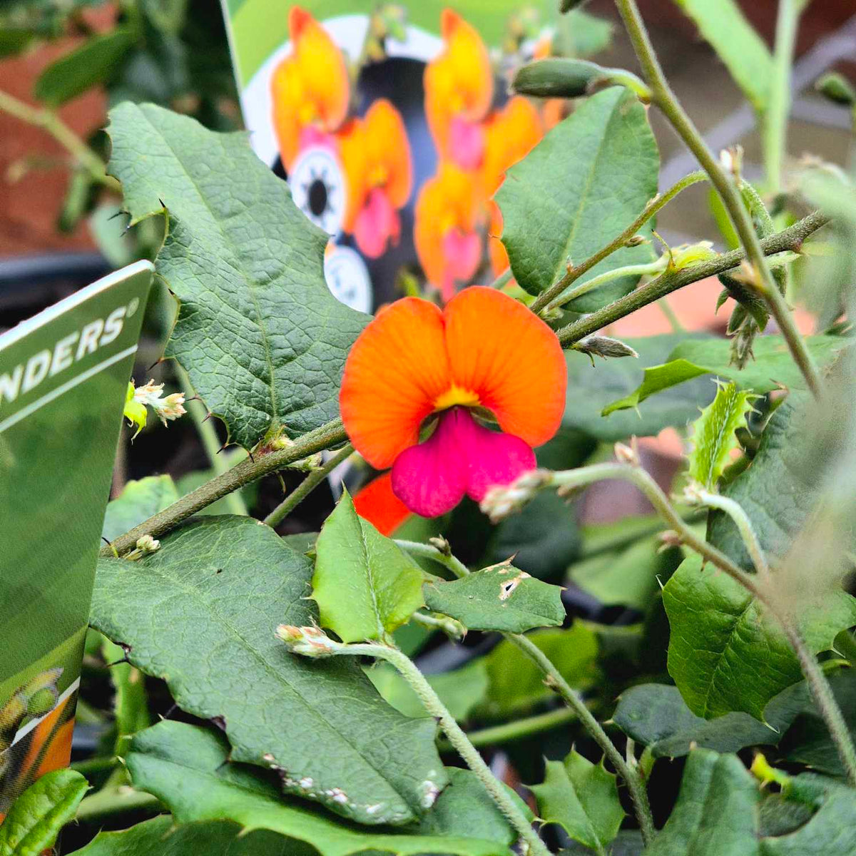 Chorizema varium