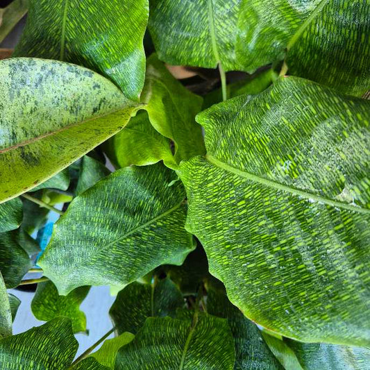 Mosaic Calathea
