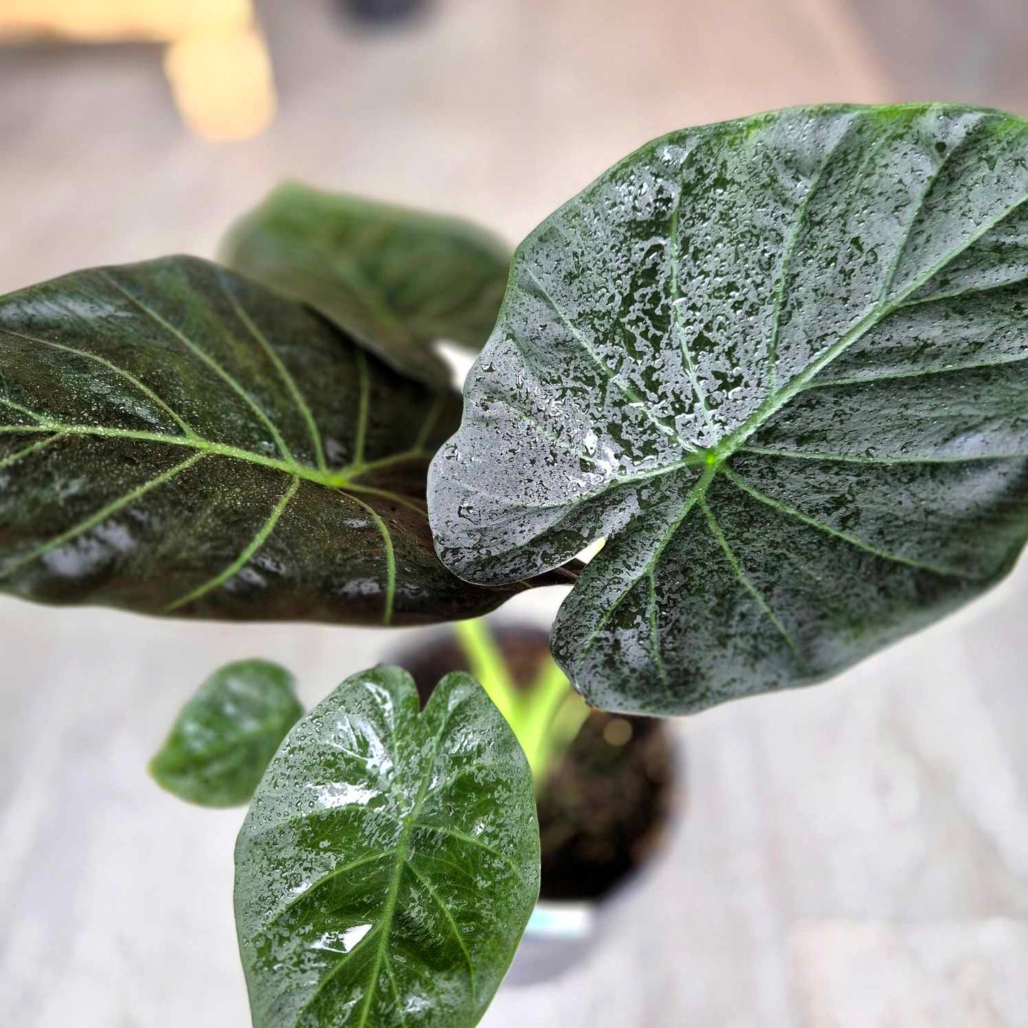 Alocasia regal