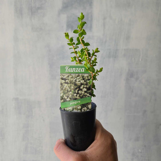 Kunzea pomifera