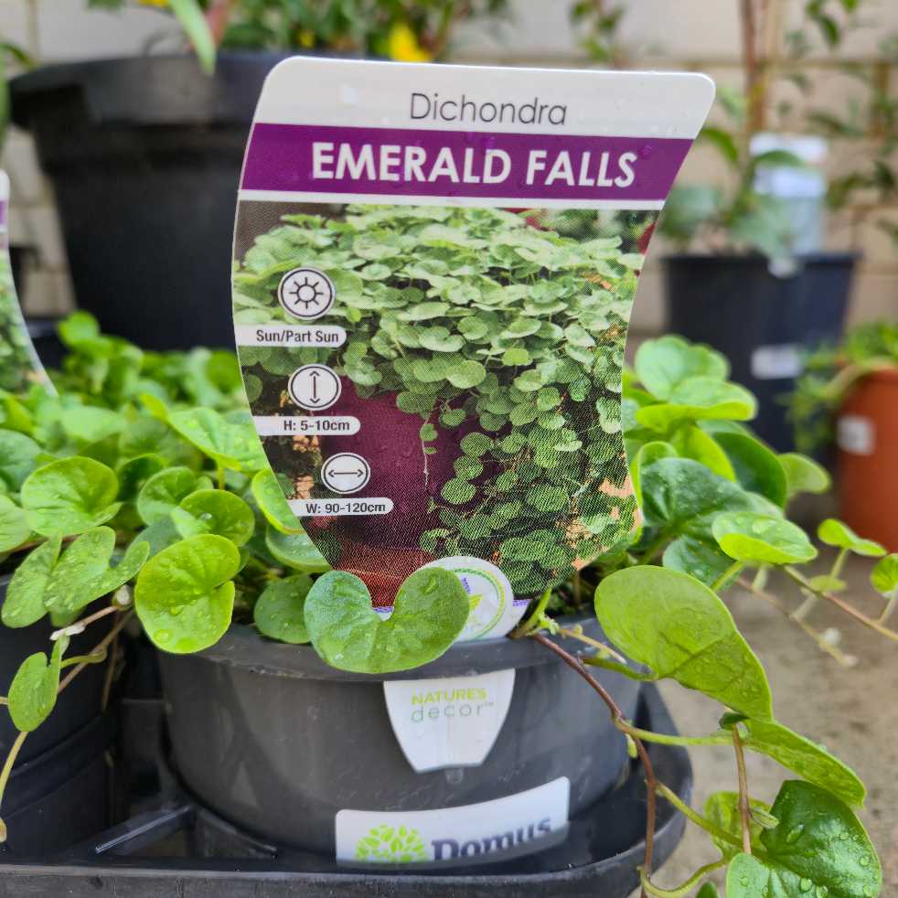 Dichondra repens ' Emerald Falls'