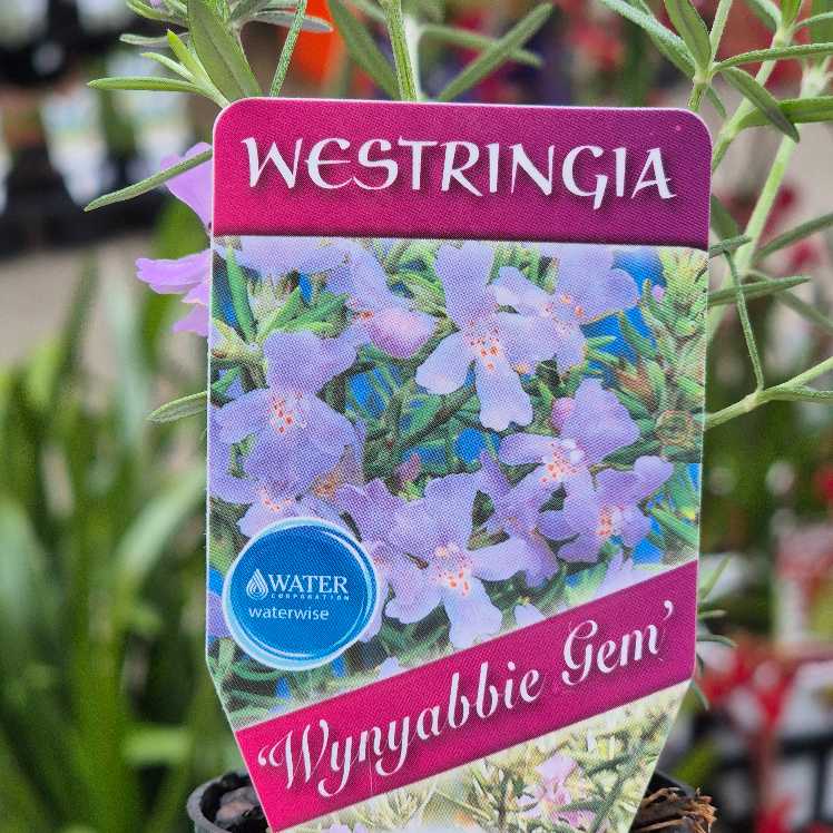 Westringia 'Wynyabbie Gem'
