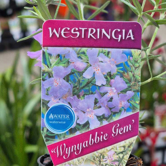 Westringia 'Wynyabbie Gem'