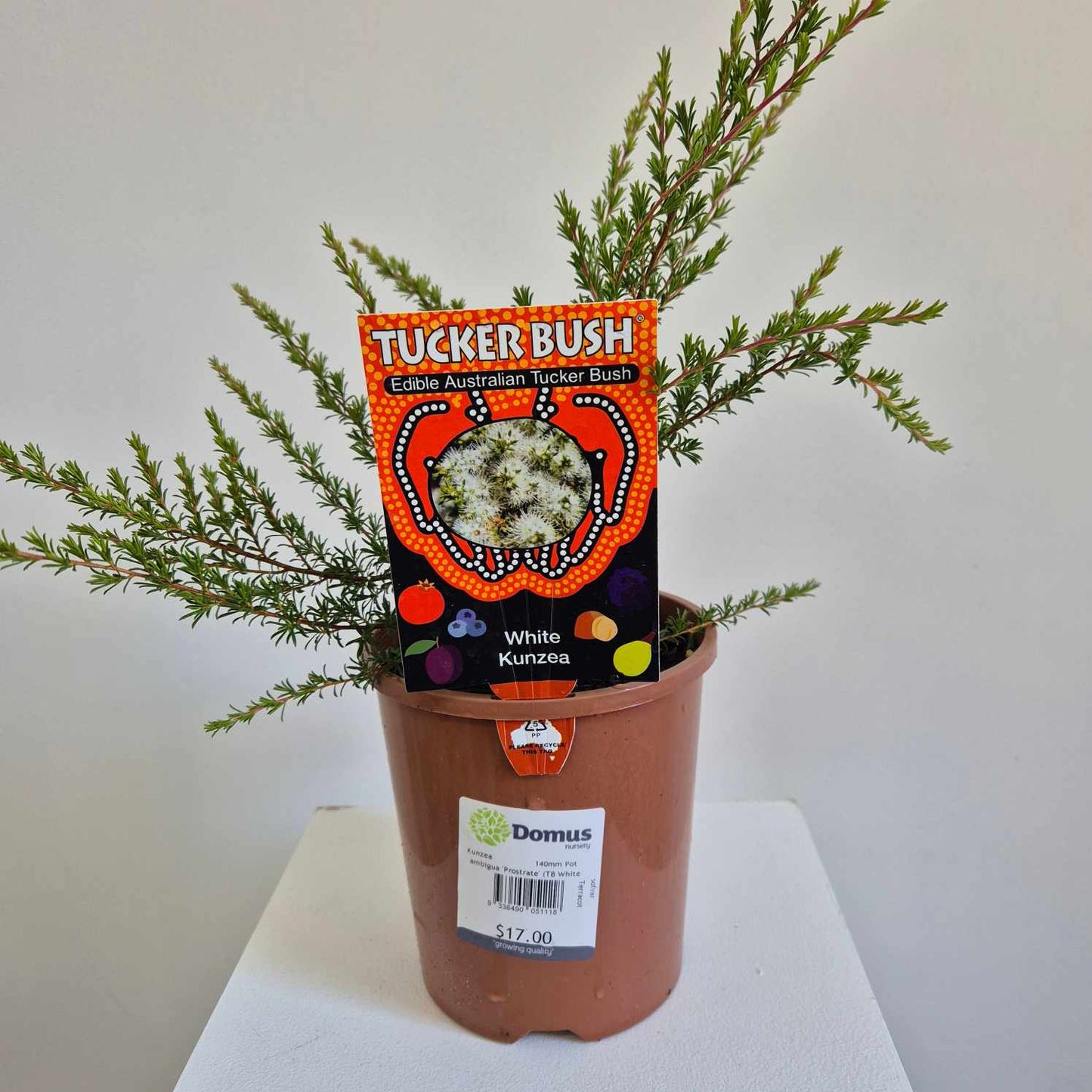 Kunzea ambigua Prostrate
