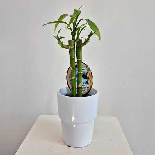Lucky Bamboo
