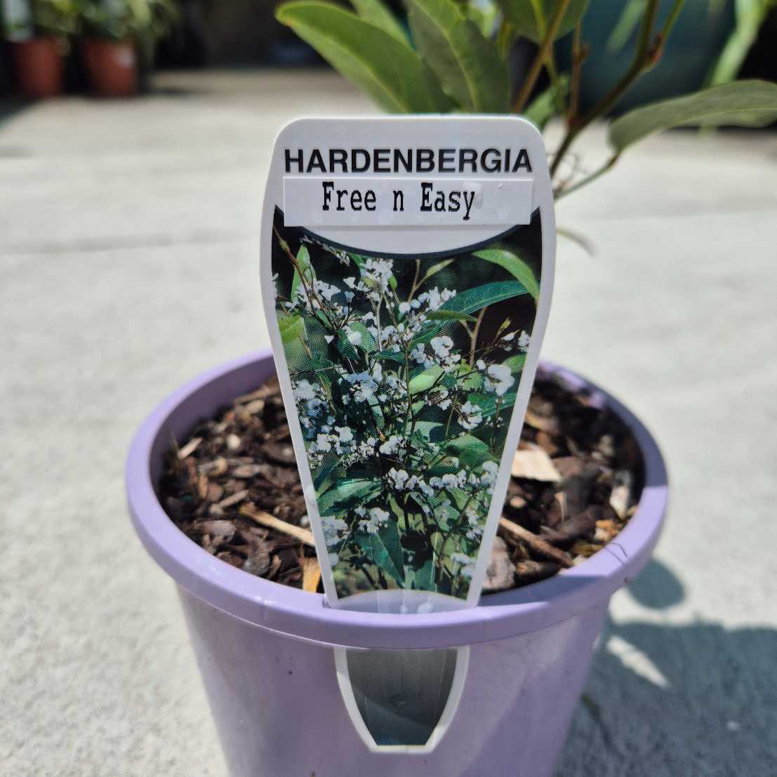 Hardenbergia 'Free and Easy'