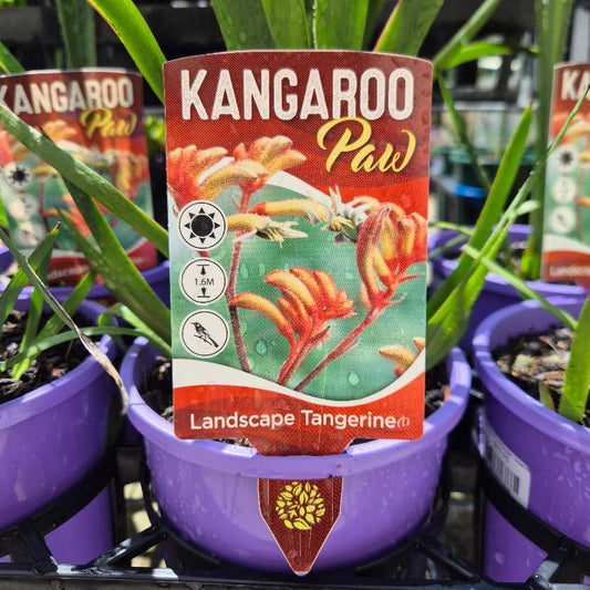 Anigozanthos 'Landscape Tangerine'