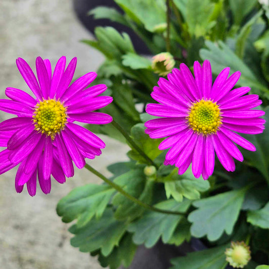 Brachyscome 'Pacific Reef' - Native Daisy