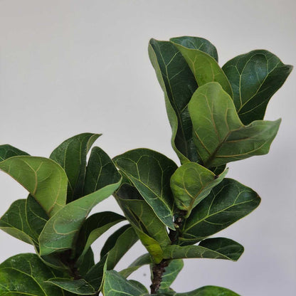 Bambino Fiddle Leaf Fig Plant