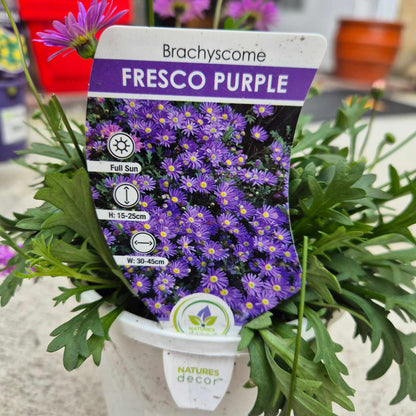 Brachyscome 'Fresco Purple'