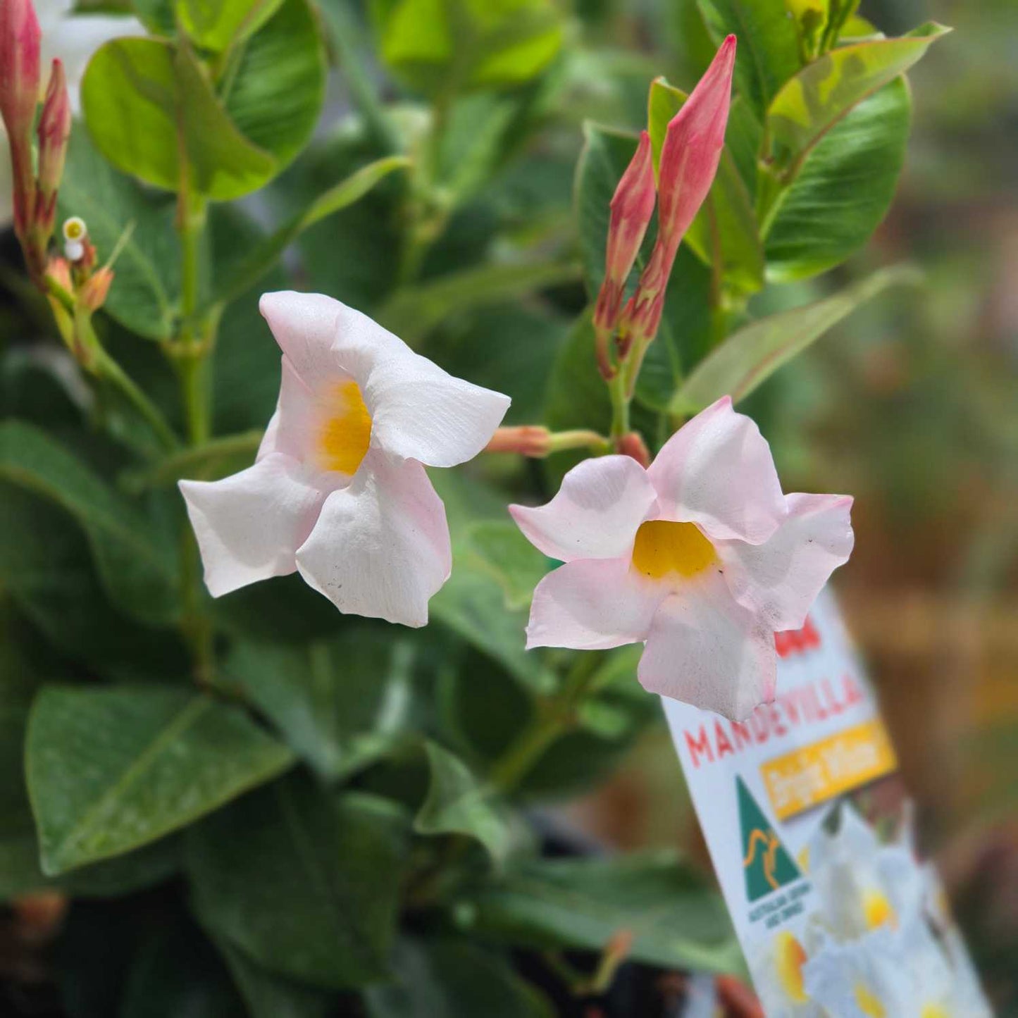 Mandevilla Aloha Bright White
