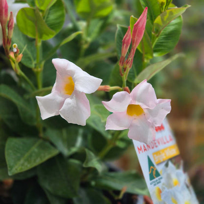 Mandevilla Aloha Bright White