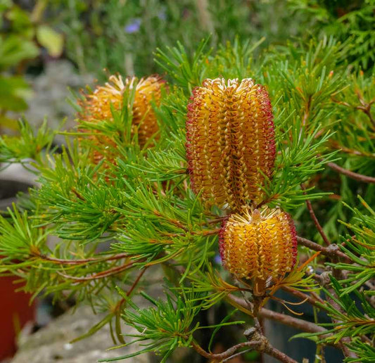 Banksia spinulosa