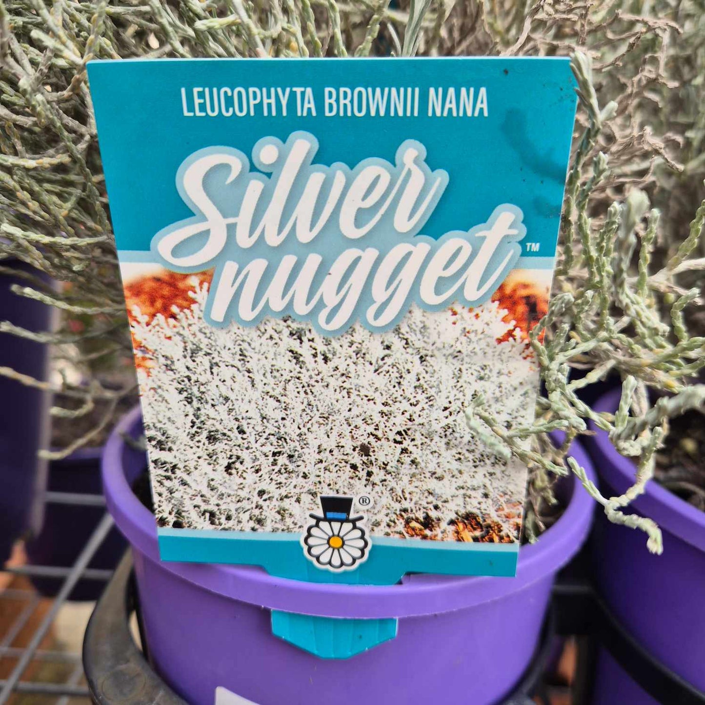 Leucophyta  'Silver Nugget'