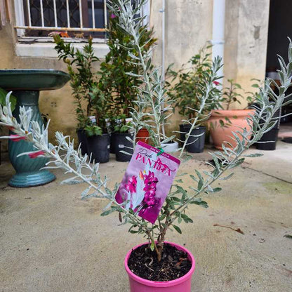 Eremophila 'Pink Pantha'