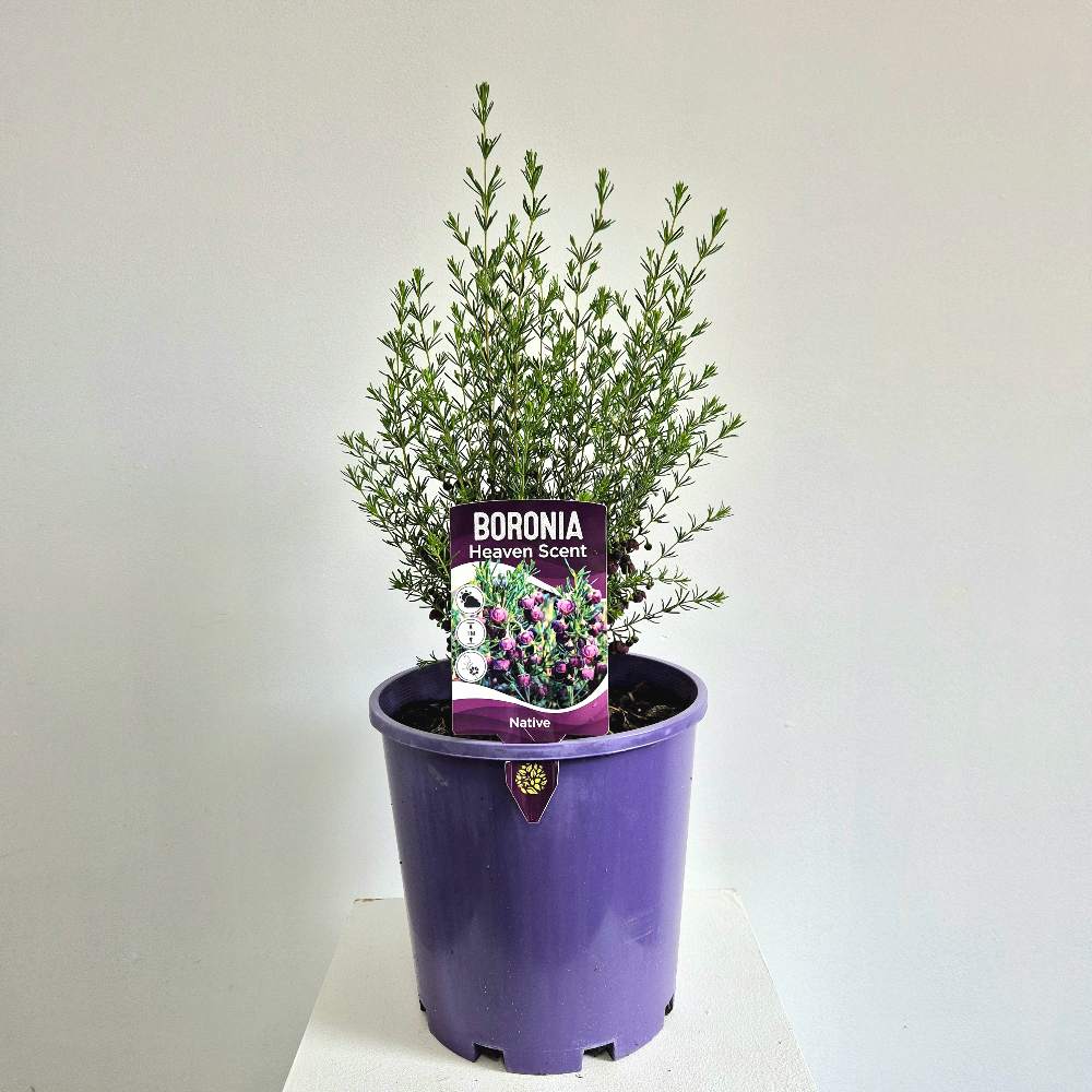 Boronia 'Heaven Scent'