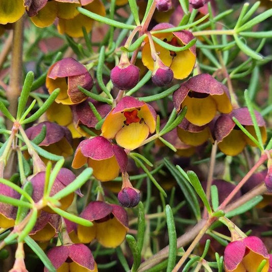 Boronia megastigma