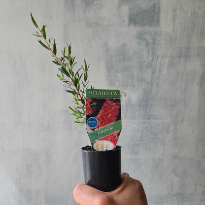 Melaleuca lateritia