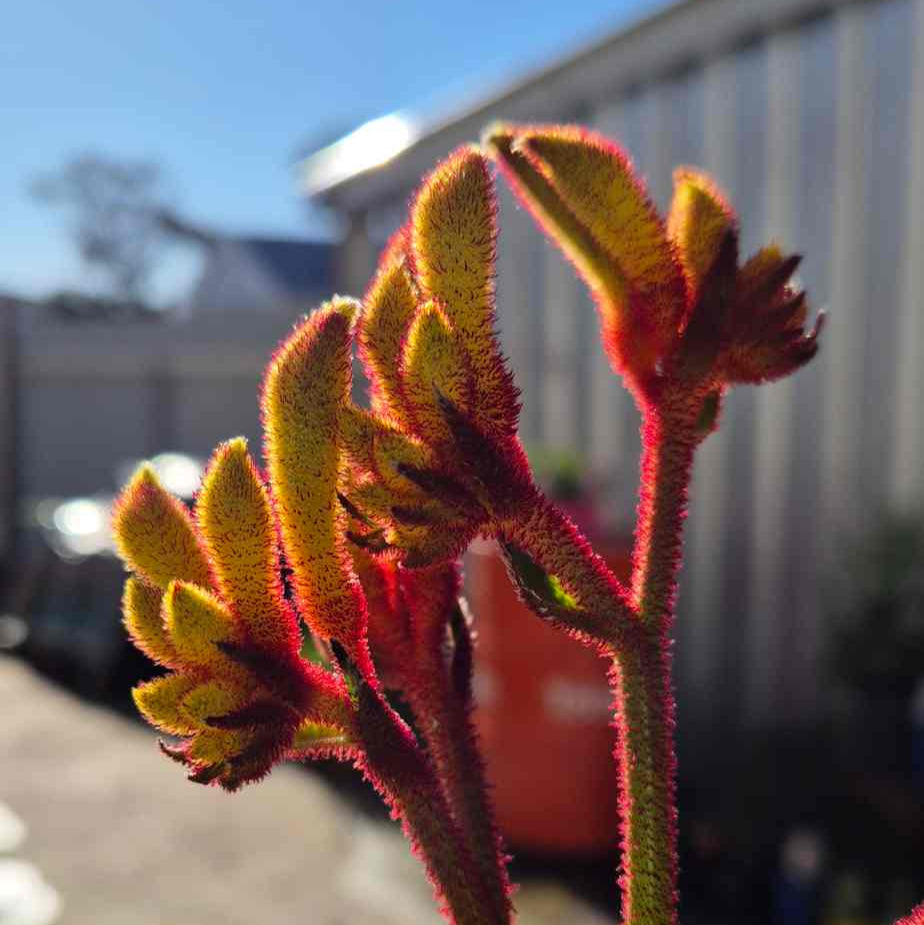 'Gold Velvet' Kangaroo Paw
