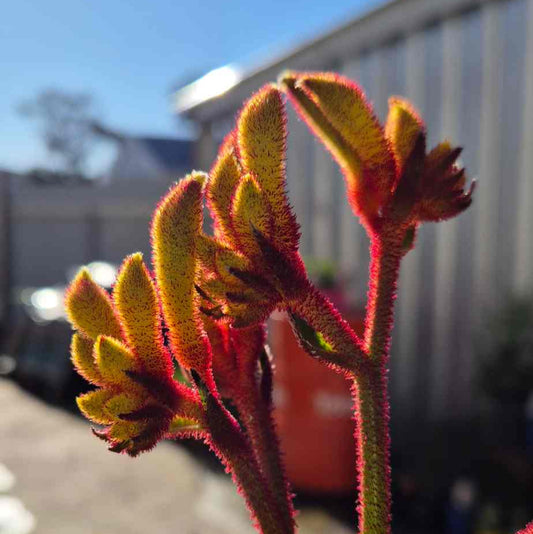 'Gold Velvet' Kangaroo Paw