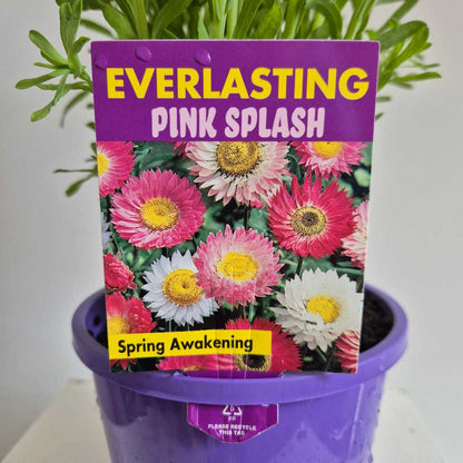 Everlasting Pink Splash