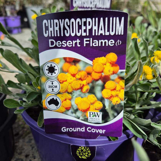 Chrysocephalum 'Desert Flame'