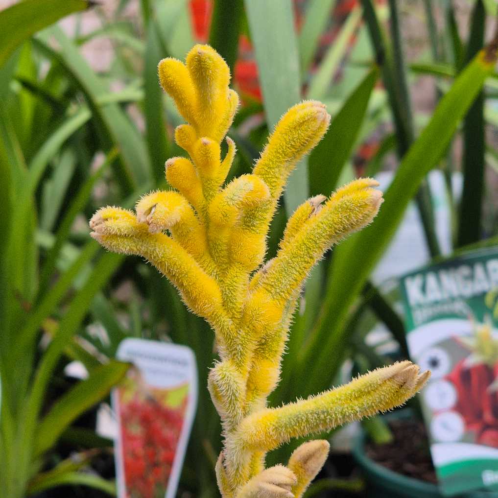 'Bush Bonanza' Kangaroo Paw