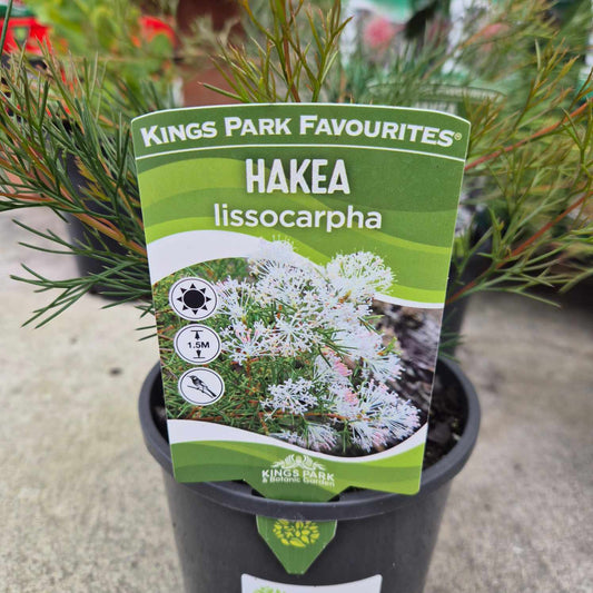 Hakea lissocarpha