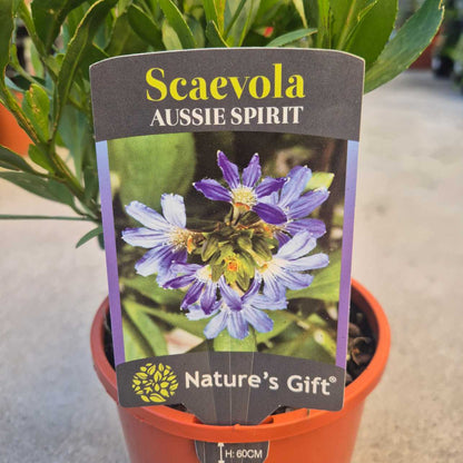 Scaevola nitida 'Aussie Spirit'