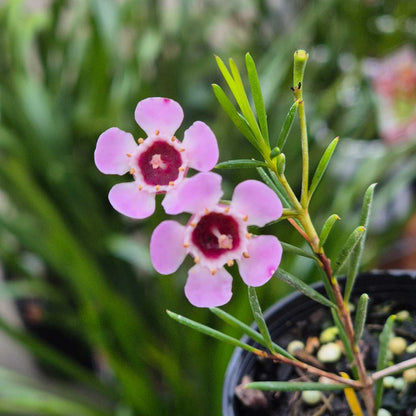 Geraldton Wax - Chamelaucium uncinatum Pink