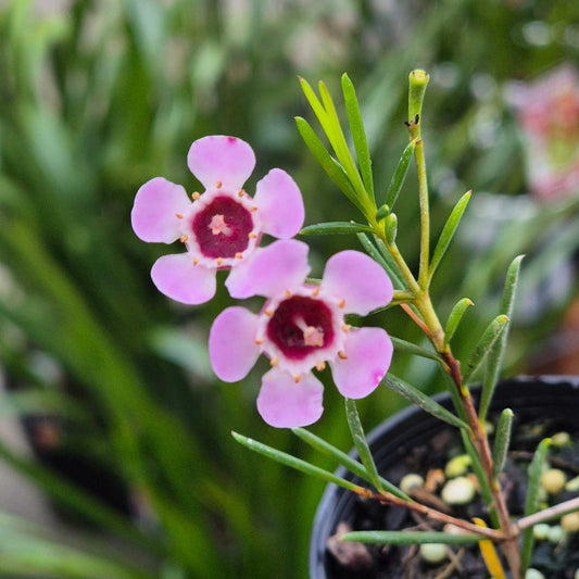 Geraldton Wax - Chamelaucium uncinatum Pink