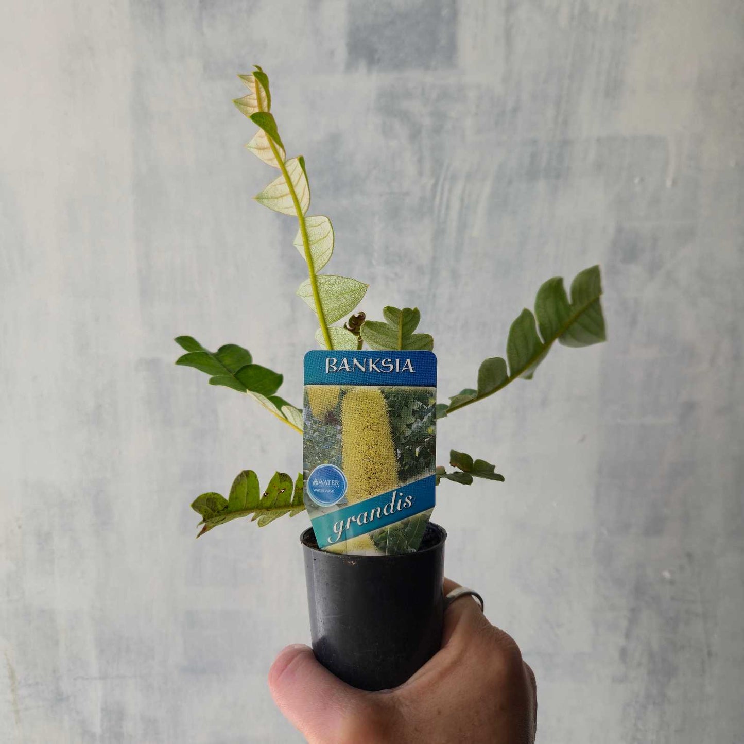 Bull Banksia | Banksia grandis