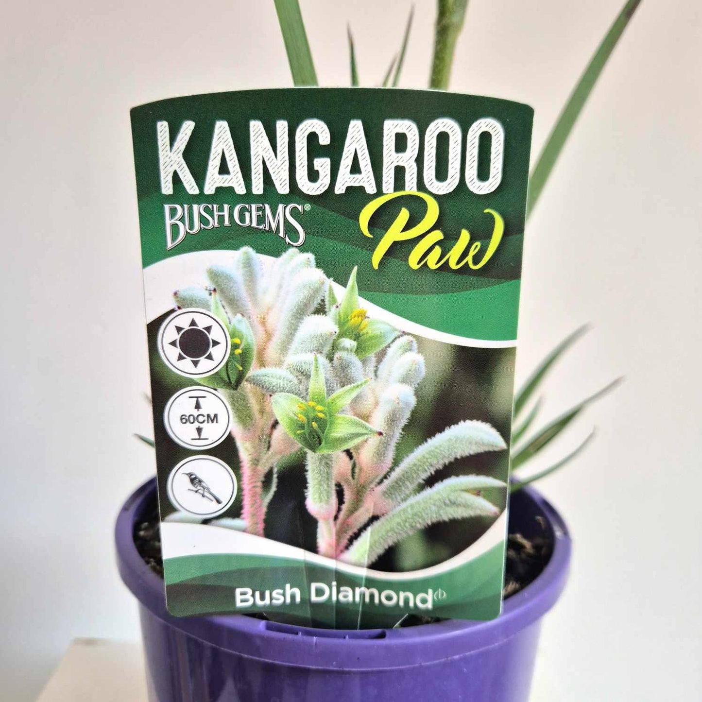 Anigozanthos 'Bush Diamond'