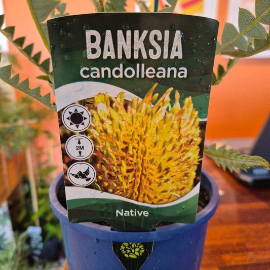 Banksia candolleana