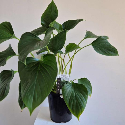 Homalomena Emerald Gem