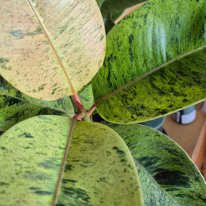 Ficus shivereana