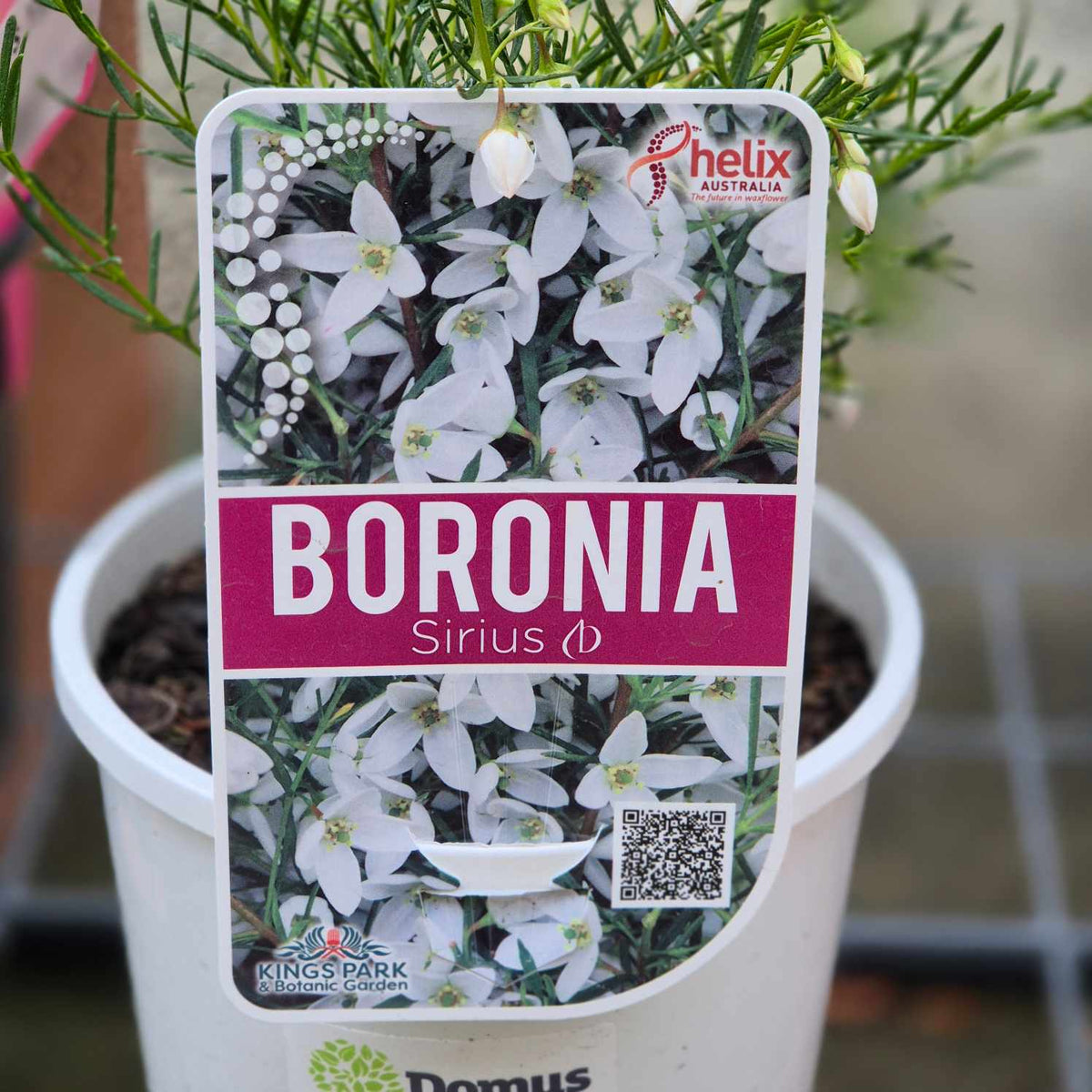 Boronia sirius