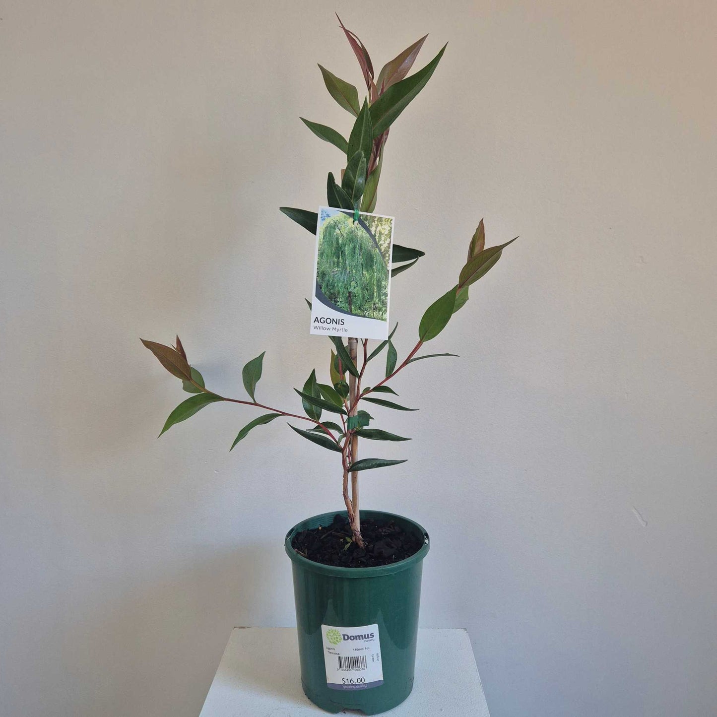 Agonis flexuosa