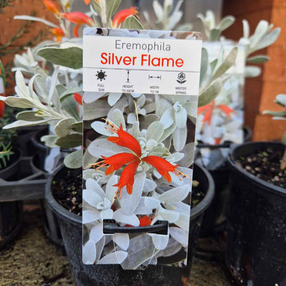 Eremophila glabra 'Silver Flames'