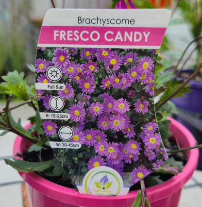 Brachyscome 'Fresco Candy' - Native Daisy