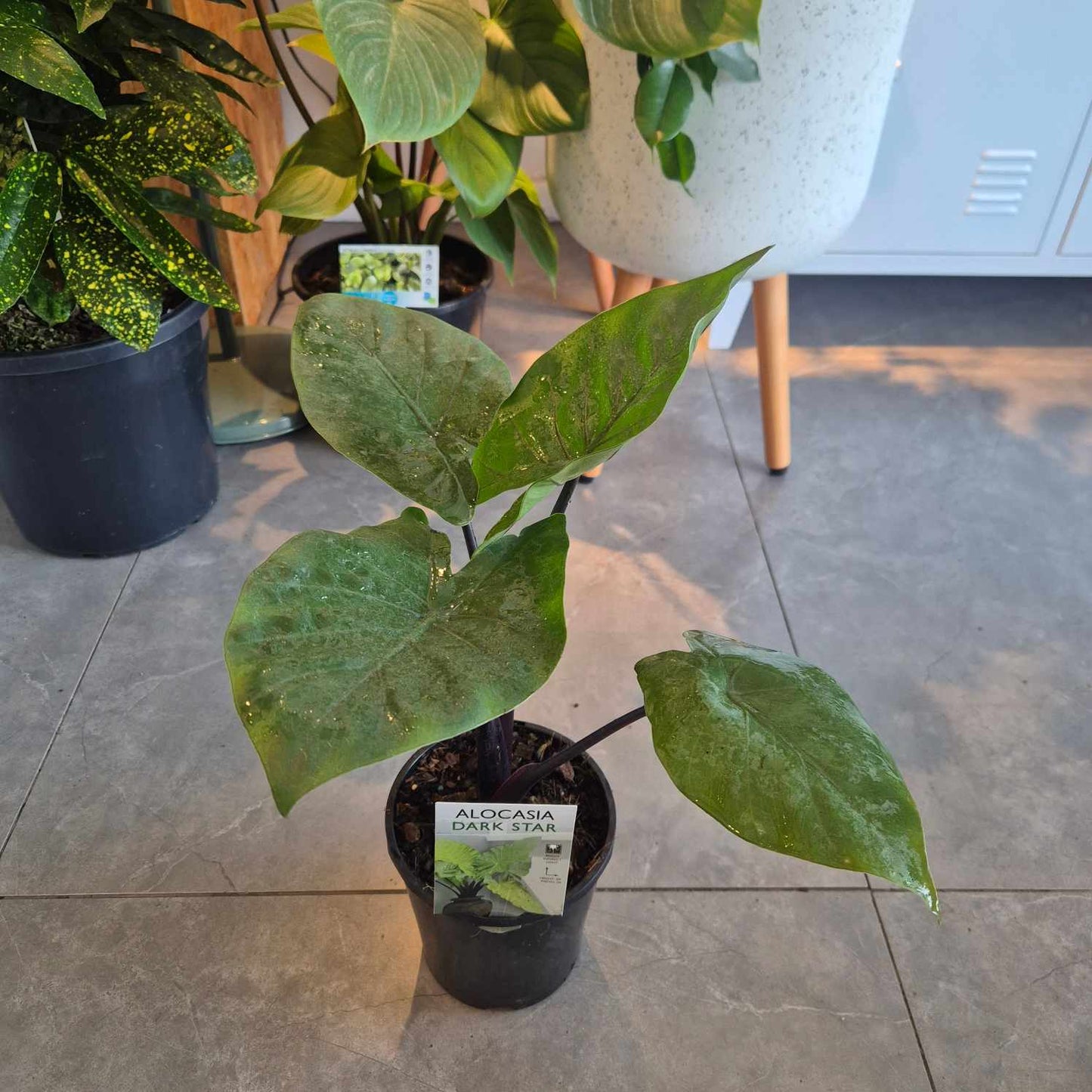 Alocasia Dark Star
