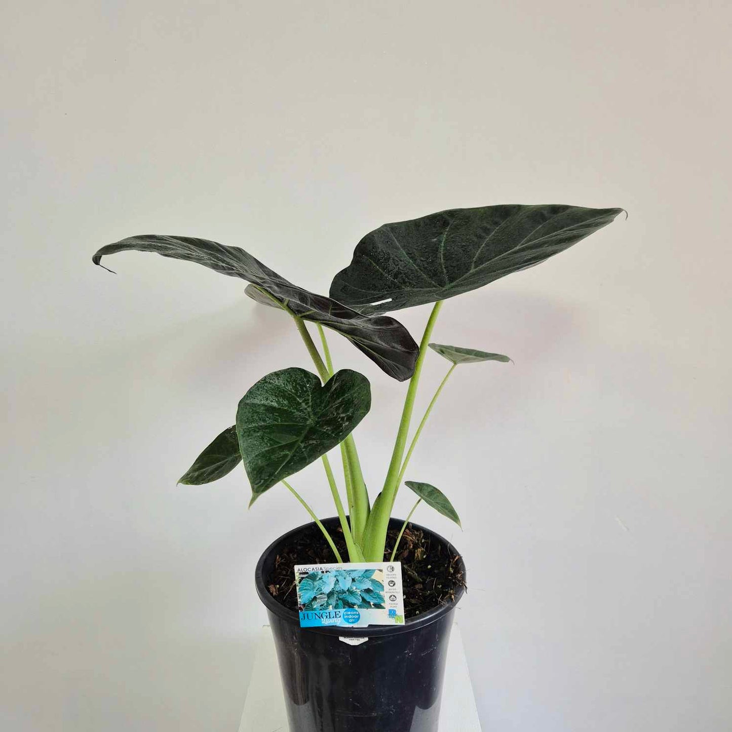 Alocasia regal