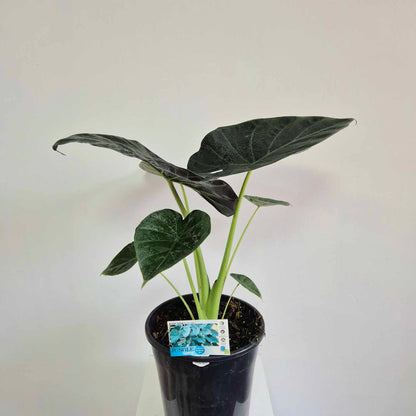 Alocasia regal