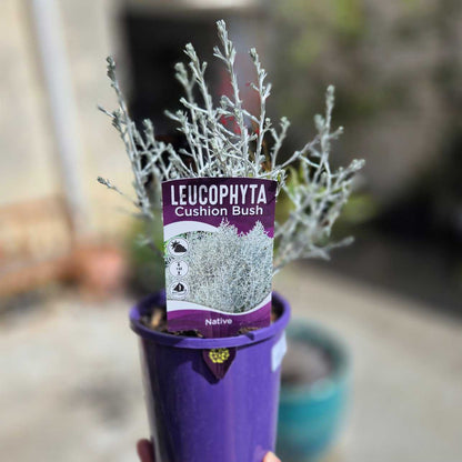 Cushion Bush - Leucophyta Brownii
