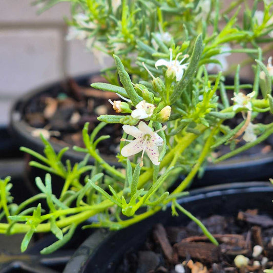 Myoporum parvifolium Fine Leaf