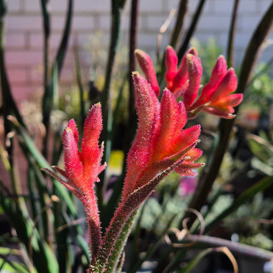 Anigozanthos 'Bush Coral'