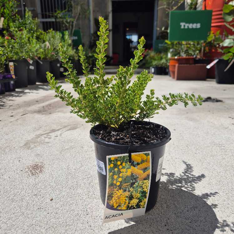Acacia lasiocarpa prostrate