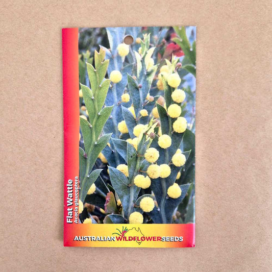Flat Wattle Seeds